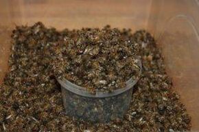 Bees to increase energy