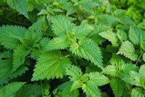Herbs to enhance the potential